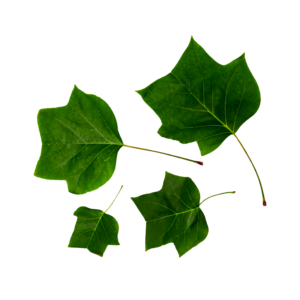 Grape Leaves