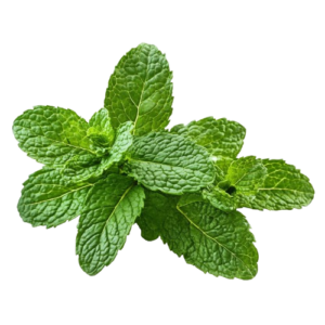Mint Plant